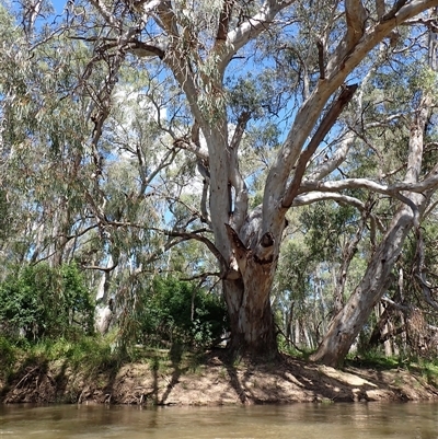 Eucalyptus camaldulensis (River Red Gum) at Euroley, NSW - 7 Nov 2021 by MB