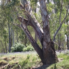 Eucalyptus camaldulensis (River Red Gum) at Euroley, NSW - 7 Nov 2021 by MB