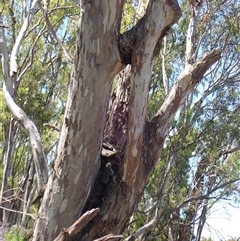 Eucalyptus camaldulensis (River Red Gum) at Cudgel, NSW - 7 Nov 2021 by MB