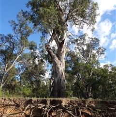 Eucalyptus camaldulensis (River Red Gum) at Gogeldrie, NSW - 8 Nov 2021 by MB