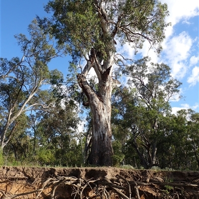 Eucalyptus camaldulensis (River Red Gum) at Gogeldrie, NSW - 8 Nov 2021 by MB