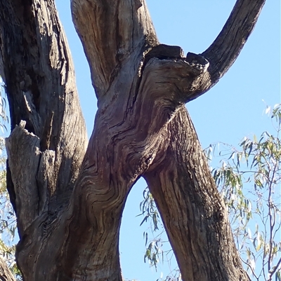 Eucalyptus camaldulensis (River Red Gum) at Gogeldrie, NSW - 8 Nov 2021 by MB