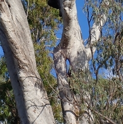 Eucalyptus camaldulensis (River Red Gum) at Euroley, NSW - 8 Nov 2021 by MB