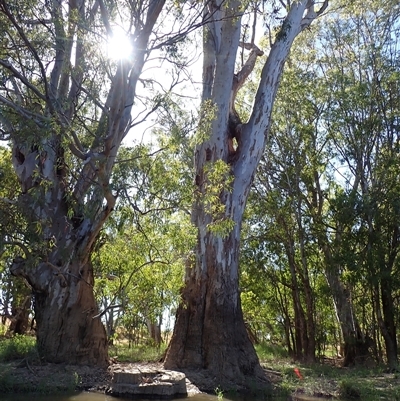 Eucalyptus camaldulensis (River Red Gum) at Darlington Point, NSW - 9 Nov 2021 by MB