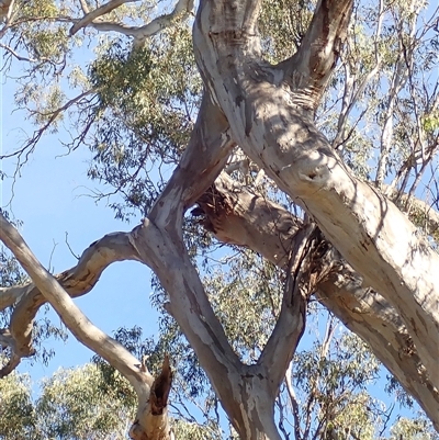 Eucalyptus camaldulensis (River Red Gum) at Darlington Point, NSW - 9 Nov 2021 by MB