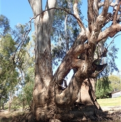 Eucalyptus camaldulensis (River Red Gum) at Darlington Point, NSW - 9 Nov 2021 by MB