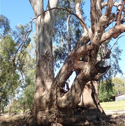 Eucalyptus camaldulensis (River Red Gum) at Darlington Point, NSW - 9 Nov 2021 by MB