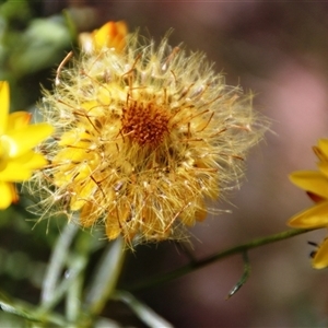 Xerochrysum viscosum at Hawker, ACT - 2 Dec 2015 02:31 PM