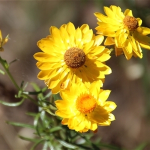 Xerochrysum viscosum at Hawker, ACT - 2 Dec 2015 02:31 PM