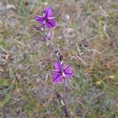 Arthropodium fimbriatum at Kaleen, ACT - 15 Nov 2024