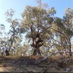 Eucalyptus (genus) (A Gum Tree) at Willbriggie, NSW - 22 Sep 2024 by MB