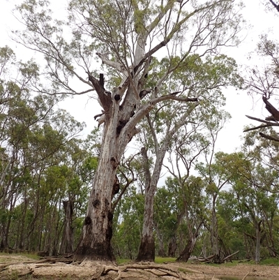 Eucalyptus camaldulensis (River Red Gum) at Benerembah, NSW - 10 Nov 2021 by MB