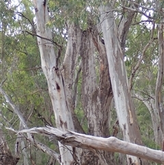 Eucalyptus camaldulensis (River Red Gum) at Darlington Point, NSW - 10 Nov 2021 by MB