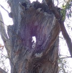 Eucalyptus camaldulensis (River Red Gum) at Benerembah, NSW - 10 Nov 2021 by MB