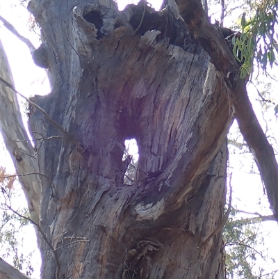 Eucalyptus camaldulensis (River Red Gum) at Benerembah, NSW - 10 Nov 2021 by MB