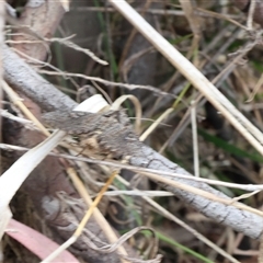 Noctuoidea (superfamily) at Lyons, ACT - 15 Nov 2024 12:38 PM