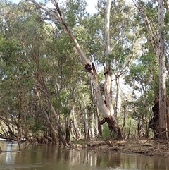 Eucalyptus camaldulensis (River Red Gum) at Darlington Point, NSW - 11 Nov 2021 by MB