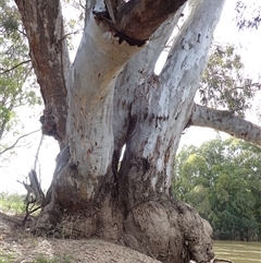 Eucalyptus camaldulensis (River Red Gum) at Darlington Point, NSW - 11 Nov 2021 by MB