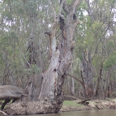 Eucalyptus camaldulensis (River Red Gum) at Carrathool, NSW - 11 Nov 2021 by MB