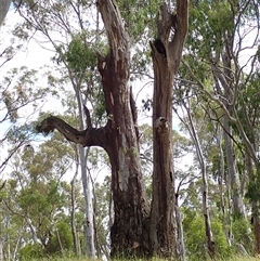 Eucalyptus camaldulensis (River Red Gum) at Carrathool, NSW - 11 Nov 2021 by MB