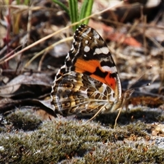 Vanessa kershawi (Australian Painted Lady) at Hawker, ACT - 2 Dec 2015 by Jennybach