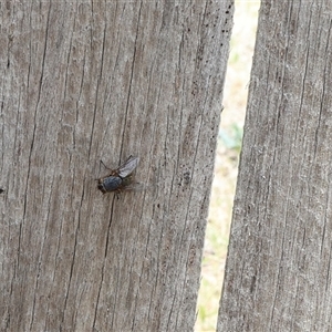 Calliphora sp. (genus) at Lyons, ACT - 15 Nov 2024 12:45 PM