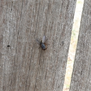 Calliphora sp. (genus) at Lyons, ACT - 15 Nov 2024 12:45 PM