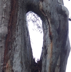 Eucalyptus camaldulensis (River Red Gum) at Carrathool, NSW - 12 Nov 2021 by MB