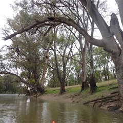 Eucalyptus camaldulensis (River Red Gum) at Carrathool, NSW - 12 Nov 2021 by MB