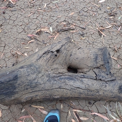 Eucalyptus sp. (A Gum Tree) at Carrathool, NSW - 12 Nov 2021 by MB