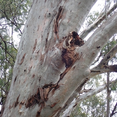 Eucalyptus camaldulensis (River Red Gum) at Carrathool, NSW - 12 Nov 2021 by MB