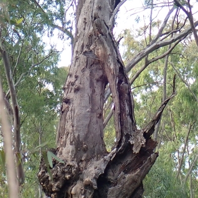 Eucalyptus camaldulensis (River Red Gum) at Hay, NSW - 14 Nov 2021 by MB