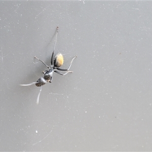 Camponotus aeneopilosus at Lyons, ACT - 15 Nov 2024