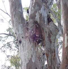 Eucalyptus camaldulensis (River Red Gum) at Carrathool, NSW - 14 Nov 2021 by MB