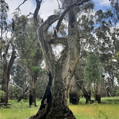 Eucalyptus camaldulensis (River Red Gum) at Carrathool, NSW - 13 Nov 2021 by MB