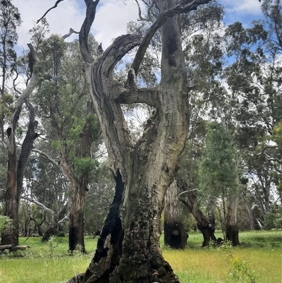 Eucalyptus camaldulensis (River Red Gum) at Carrathool, NSW - 13 Nov 2021 by MB