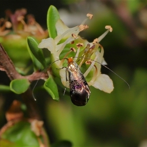 Nemophora (genus) at Acton, ACT - 13 Nov 2024