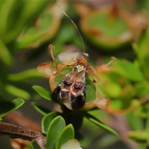 Nemophora (genus) at Acton, ACT - 13 Nov 2024