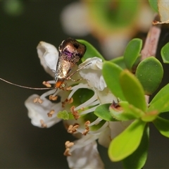 Nemophora (genus) at Acton, ACT - 13 Nov 2024