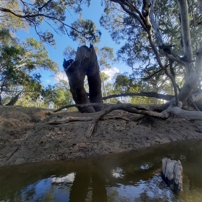 Eucalyptus camaldulensis (River Red Gum) at Hay, NSW - 15 Nov 2021 by MB