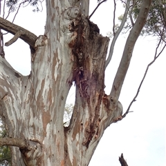 Eucalyptus camaldulensis (River Red Gum) at Hay, NSW - 14 Nov 2021 by MB