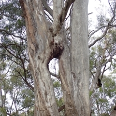 Eucalyptus camaldulensis (River Red Gum) at Hay South, NSW - 14 Nov 2021 by MB