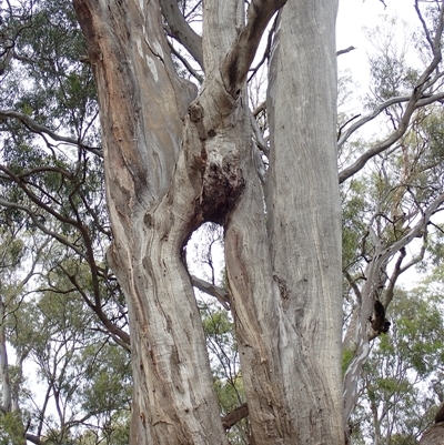 Eucalyptus camaldulensis (River Red Gum) at Hay South, NSW - 14 Nov 2021 by MB