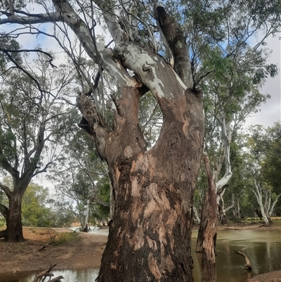 Eucalyptus camaldulensis (River Red Gum) at Hay South, NSW - 15 Nov 2021 by MB