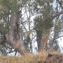 Eucalyptus camaldulensis (River Red Gum) at Hay South, NSW - 15 Nov 2021 by MB