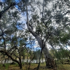 Eucalyptus sp. (A Gum Tree) at Hay South, NSW - 14 Nov 2021 by MB