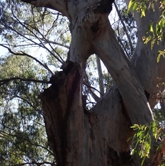 Eucalyptus (genus) (A Gum Tree) at Hay, NSW - 16 Nov 2021 by MB