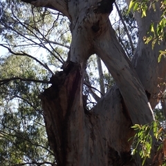 Eucalyptus sp. (A Gum Tree) at Hay, NSW - 15 Nov 2021 by MB