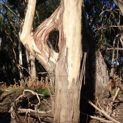 Eucalyptus (genus) (A Gum Tree) at Maude, NSW - 4 Feb 2022 by MB
