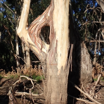 Eucalyptus sp. (A Gum Tree) at Maude, NSW - 3 Feb 2022 by MB